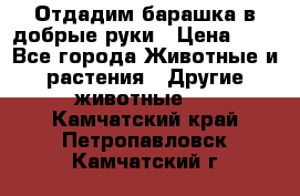 Отдадим барашка в добрые руки › Цена ­ 1 - Все города Животные и растения » Другие животные   . Камчатский край,Петропавловск-Камчатский г.